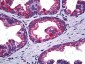 MAPK13 / p38delta Antibody (clone 2D8)